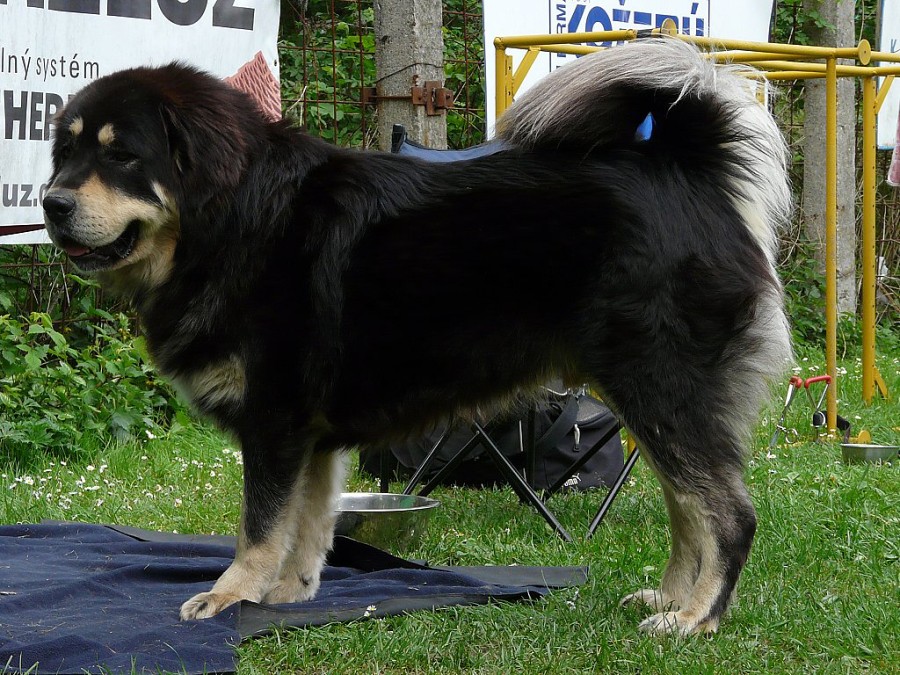 klubová výstava Kladno, 9.5.09, V1 CAC KV