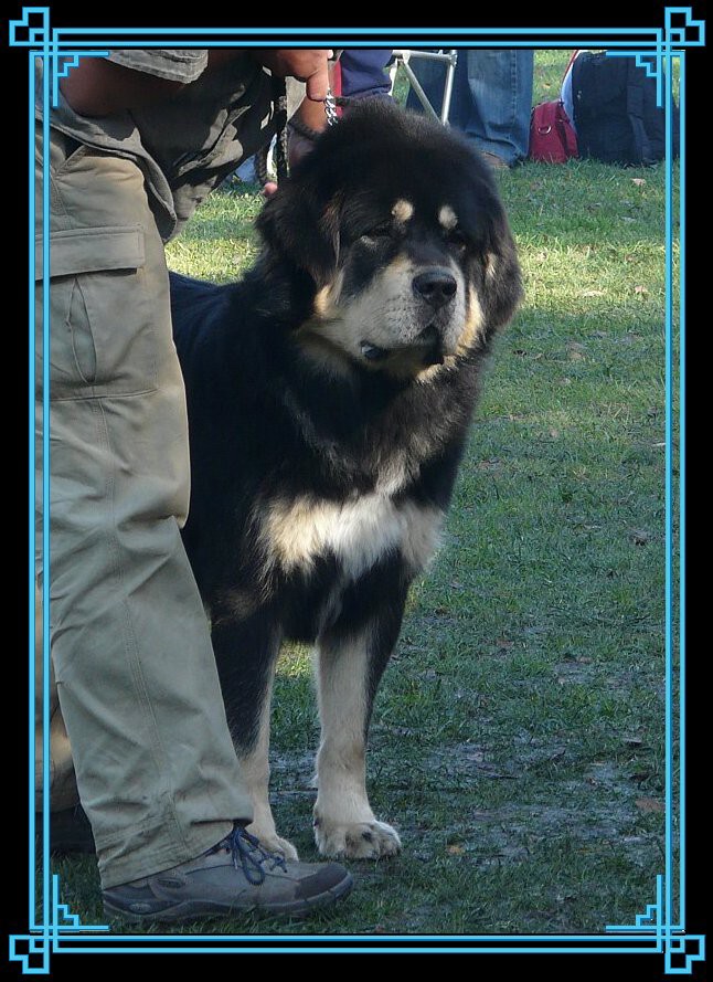Speciální výstava Kladno, 12.10.08, V1 CAC